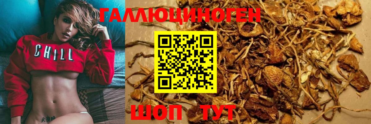 Пугачёв  Галлюциногенные грибы Psilocybine cubensis  Вход с VPN 